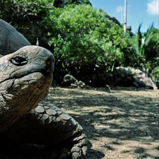 giant tortoise reserve